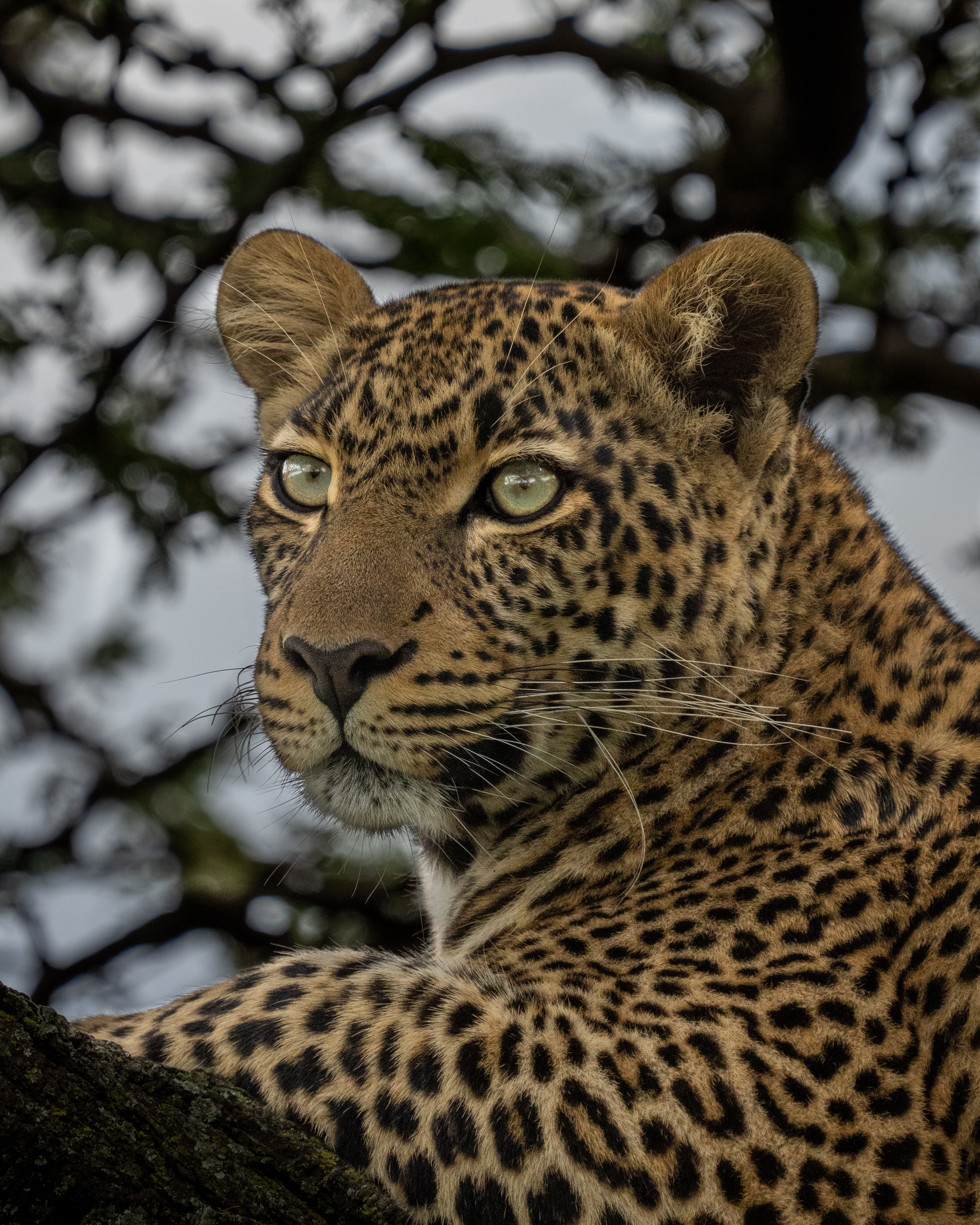 Cheetah